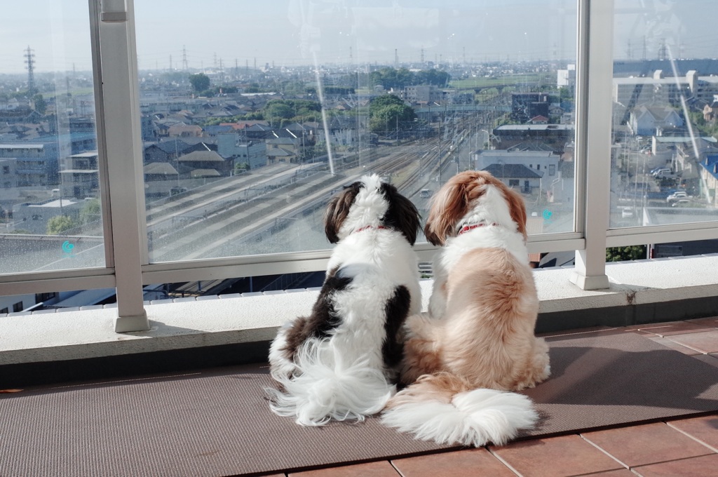 お散歩行きたいねぇ〜