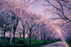 Cherry blossoms