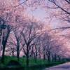 Cherry blossoms