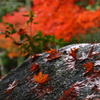 雨上がり