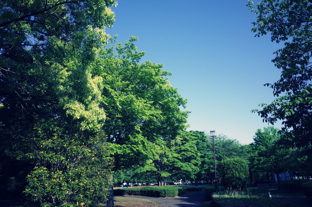 午後の公園