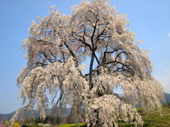 春爛漫