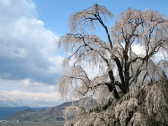 水中のしだれ桜