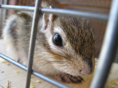 カメラに興味津々なリスさん