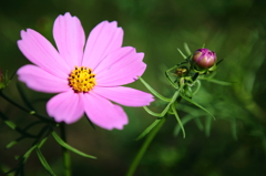 花とつぼみ。