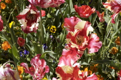 開花