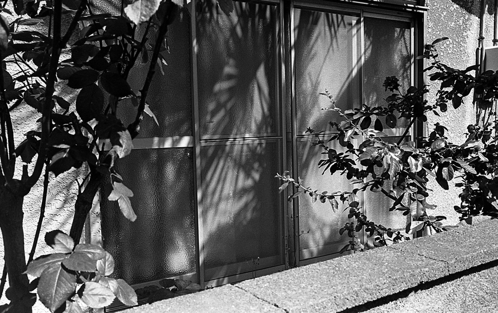 shadow