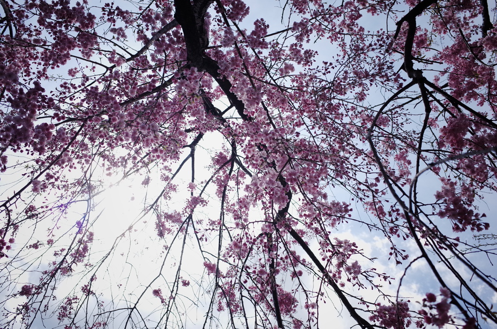 diary 2014/4/5 3