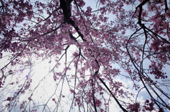 diary 2014/4/5 3