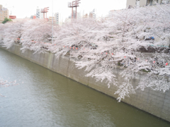 桜情景