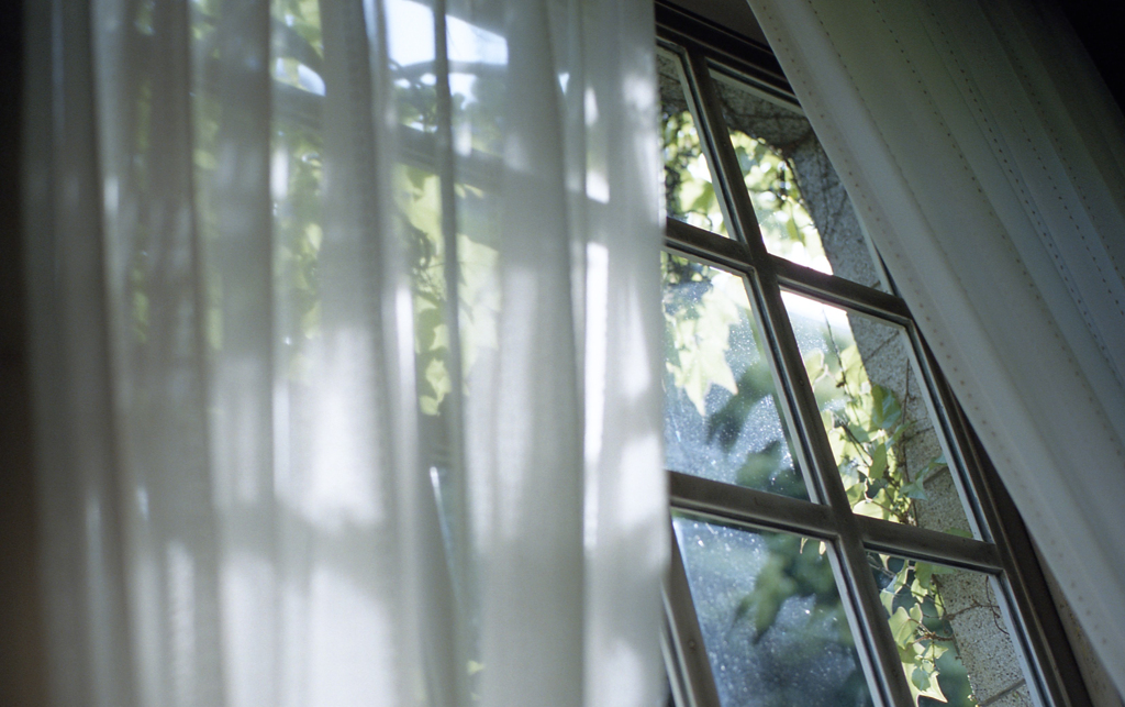 fresh green and sunshine