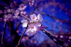 IMGP8786