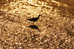 夕暮れの陰影