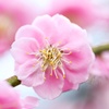 太宰府天満宮の梅の花2014年3月4日