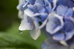 雨を待っていた紫陽花