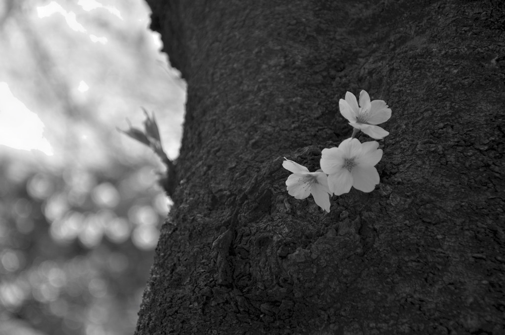 sng_20120408_074