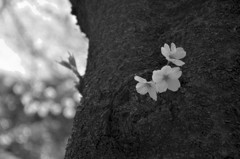 sng_20120408_074
