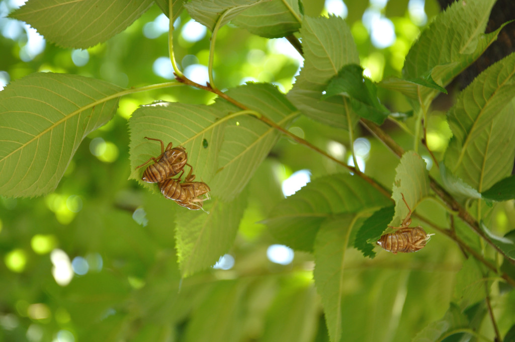 sng_20120805_372