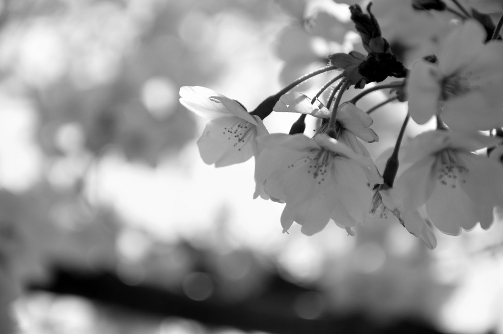sng_20120408_076