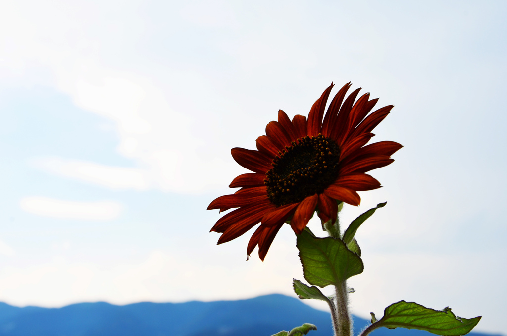 太陽