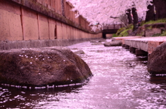咲こうと桜。散ろうと桜。