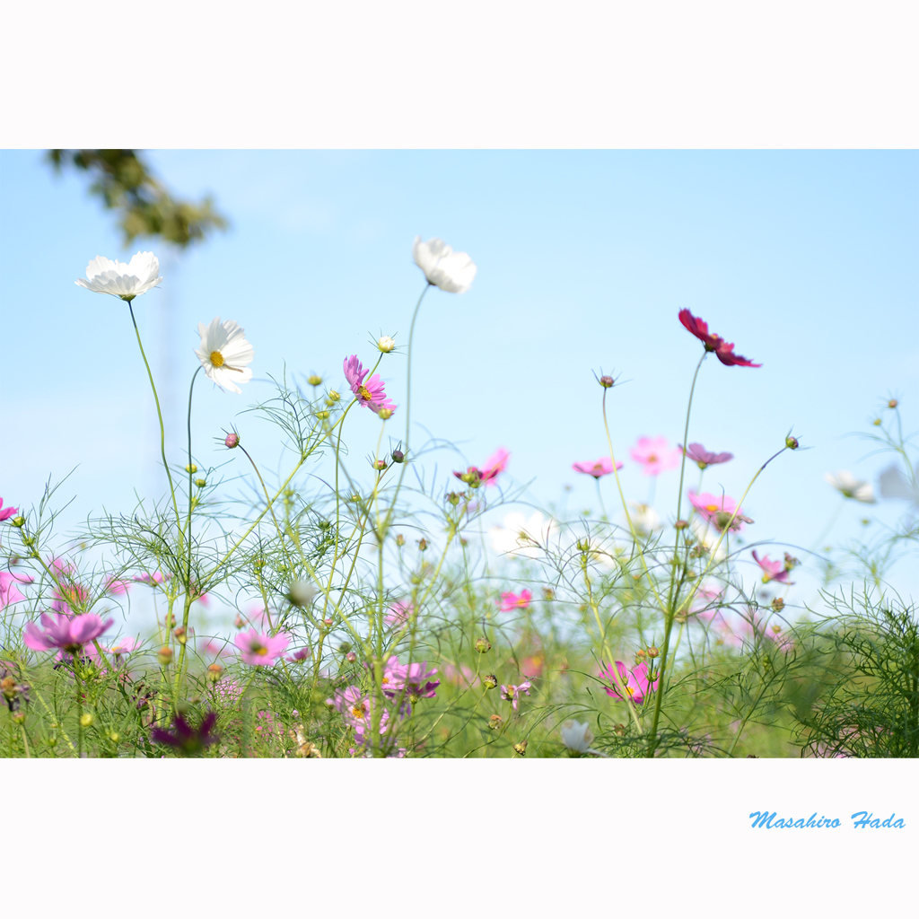 Cosmos bipinnatus Cav　＃12
