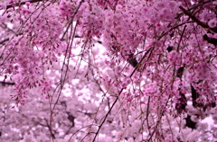 二つの桜