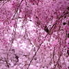 二つの桜