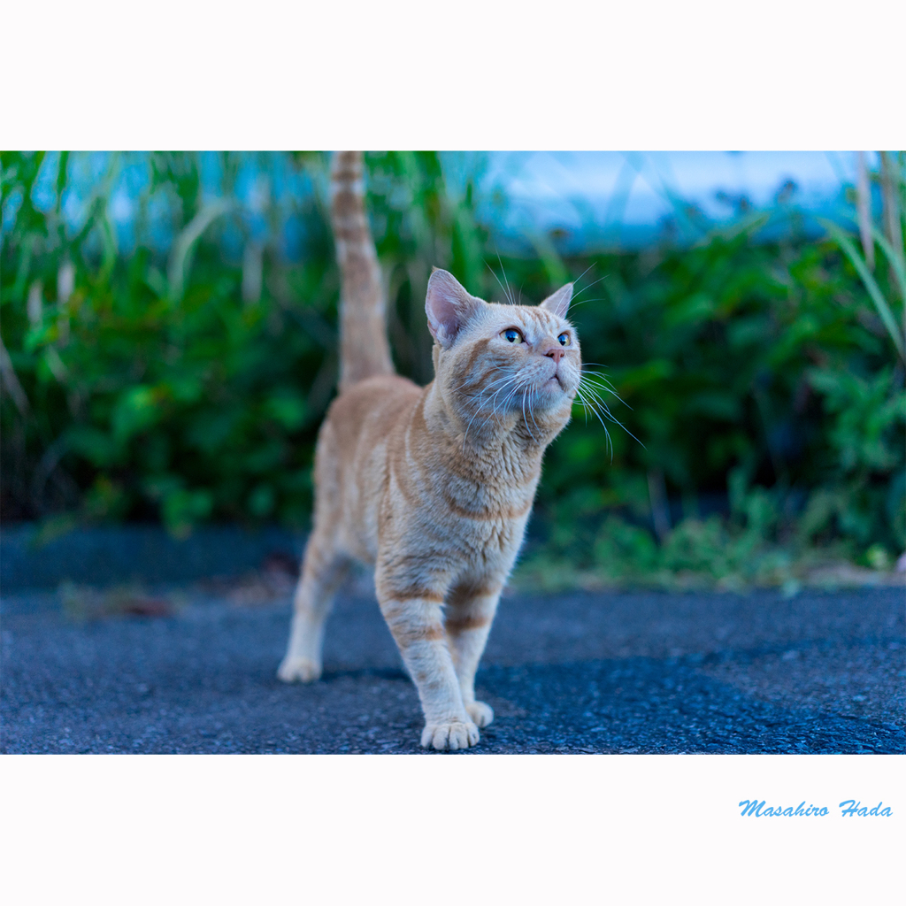 しっぽびーーん　「ねこ専」出展中