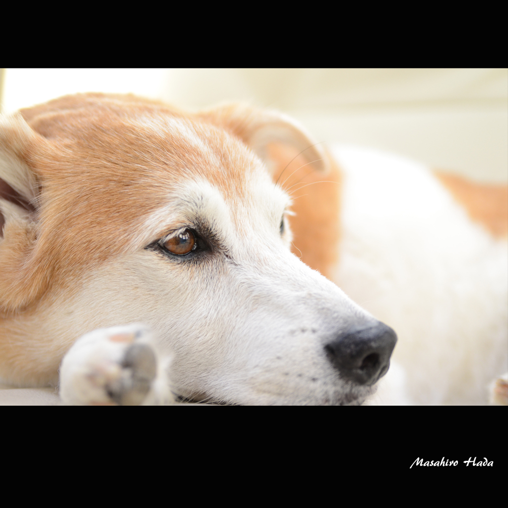 Dogs Portrait #2