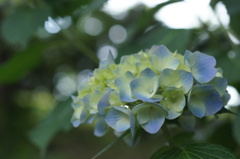 保土ヶ谷公園にて