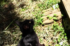 くろねこ