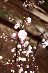 御苑の桜２