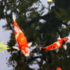 淡水魚