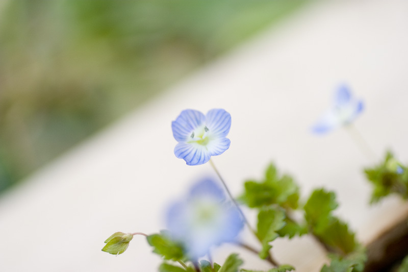 笑顔の人面花