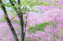 江汐公園の桃色