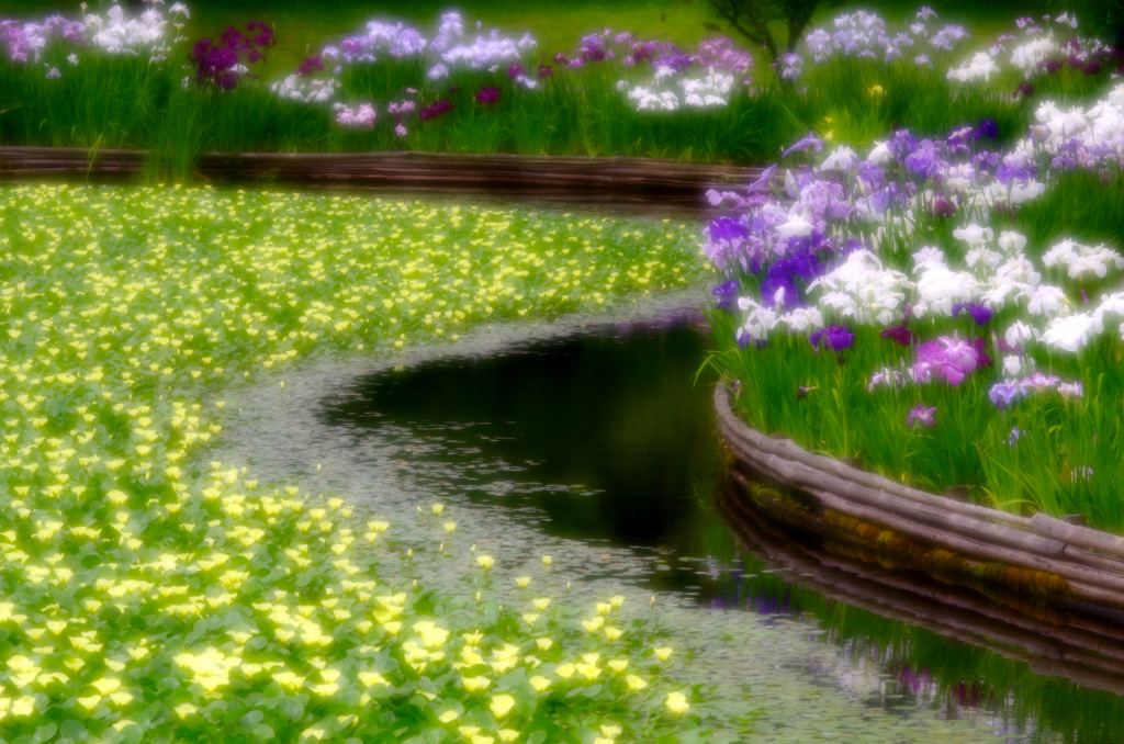 花菖蒲池の風景