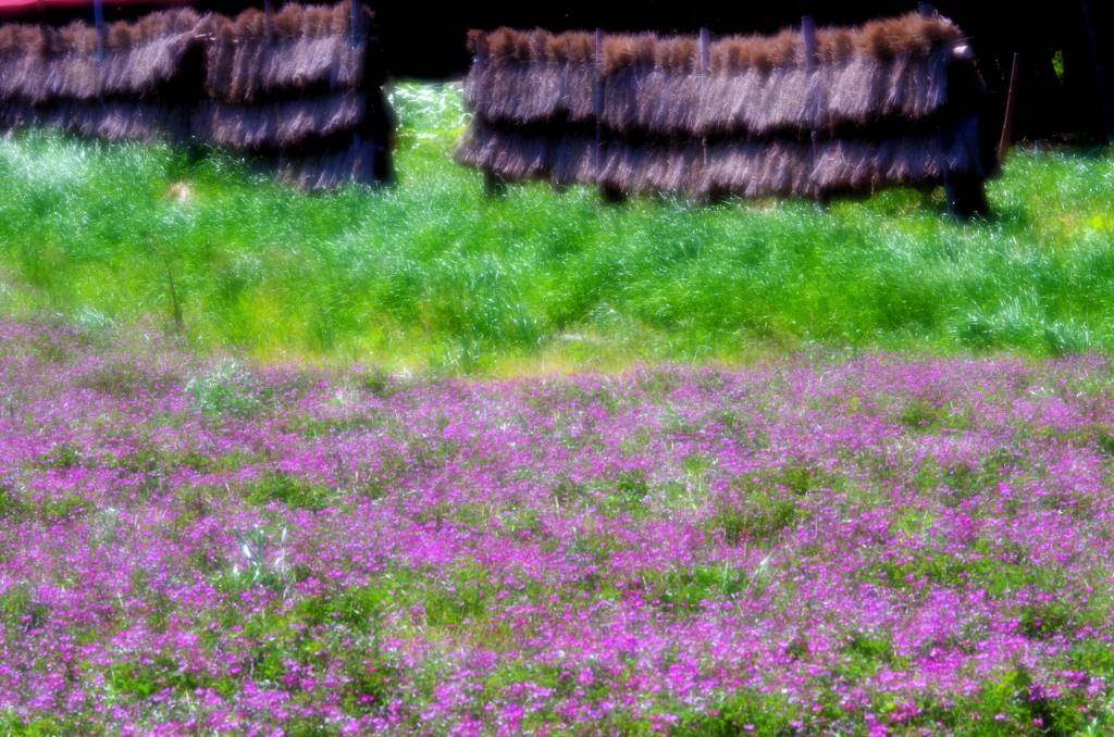 いつか見た風景