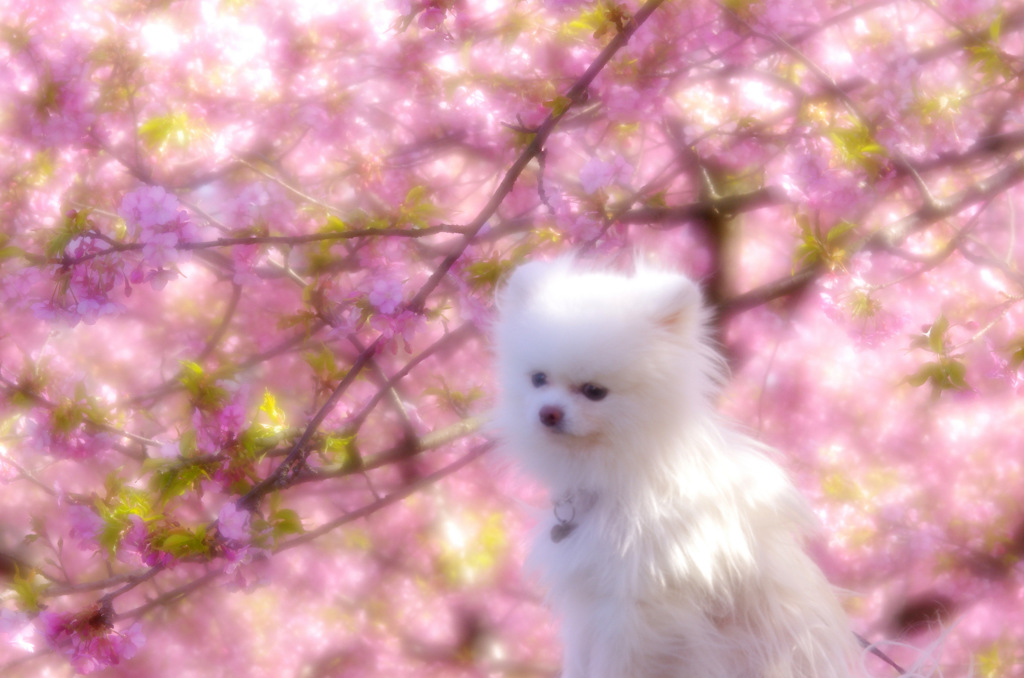 ミス河津桜