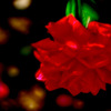 その名は薔薇