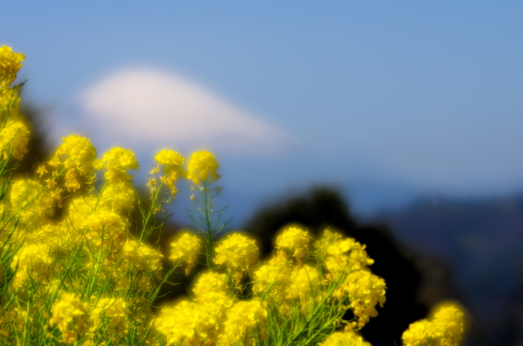 富士山と菜の花