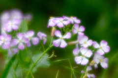 海辺の花〜浜大根