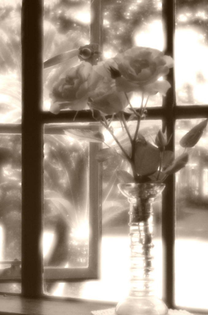 窓辺の薔薇（オールドレンズ）