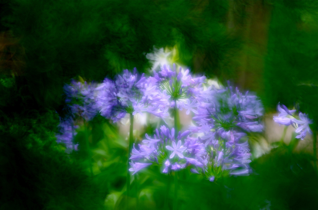 秘密の花園