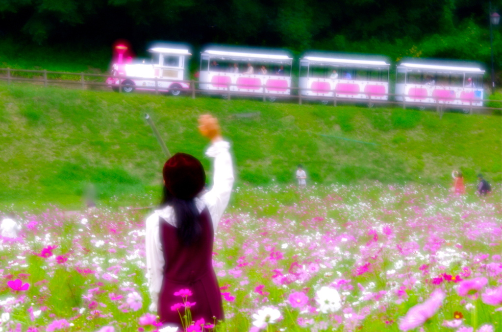 コスモス夢電車2012