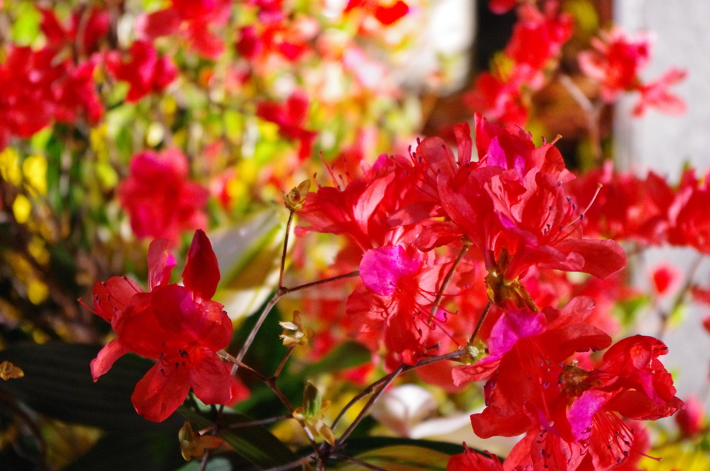 flower...