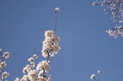 青空に桜☆