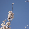 青空に桜☆