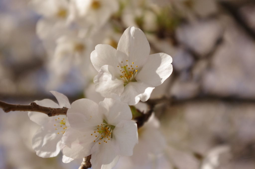桜