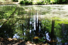 緑の水鏡